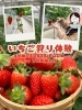 「【栗東市】「SYMBIOSIS FARM by YANMAR」さんでいちご狩り＆スイーツづくり体験！」