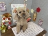 「本日のお客さま♡トイプードル【大分市中戸次／トリミング／ドッグサロン】」