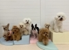 ましゅまろ園児のみんな♡「ましゅまろ幼稚園🐾」