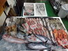 「📣本日のお魚情報🐟」