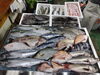 「📣本日のお魚情報🐟」