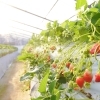 2026年いちご狩り開催中！5月6日まで！料金と開催期間のお知らせ