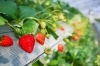 「2026年いちご狩り開催中！5月6日まで！料金と開催期間のお知らせ」