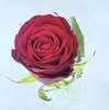「推しからの1輪の薔薇もボトルフラワーにできます♡【宮崎/ドライフラワー加工/ボトルフラワー/花束保存】」