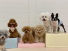 Ｍｅ♡ねねちゃん♡くまくん♡きぃ♡ぱん＆ぽんちゃん「ましゅまろ幼稚園🐾」