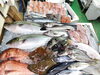 「📣本日のお魚情報🐟」