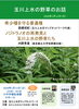 「玉川上水の野草のお話｜2026年1月11日 小平市」