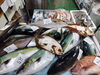 「📣本日の店内情報🐟」