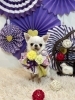 おもち「新年のごあいさつ　パートⅢ」