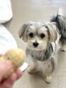 「お正月明け、犬の留守番が心配？｜新潟市の犬の保育園で新年デビュー」