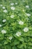 ハコベ「🌱 今日のはな：ハコベ（繁縷）」