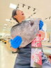 「草津店入荷情報！本日11時から【本まぐろ解体即売会】🐟️」