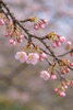 カンザクラ「🌸 今日のはな：カンザクラ（寒桜）」