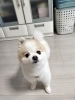 ポメちゃんの、まん丸カット🩷かわいい〜✨️「🐾🐶県総合運動場近く♪小型犬専門トリミング＆ホテル🐾🐶フリーでお預かり✨️宿泊や施術後もフリーお預かりしています🍀」