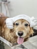 「犬の冬のフケ・かゆみの原因は？｜新潟市のトリマーが教える肌バリアの話」