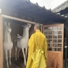 神馬を令和8年1月14日（水）までご開帳致します。
