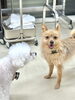 「冬のお散歩が減って犬の運動不足が心配？｜おうち遊びと犬の保育園の使い方【新潟市】」