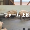 木曽の自然の中で、 一緒に働きませんか？【上松町　おいしい豚肉で地域を元気にする養豚場】