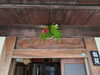 「真菰（まこも）のしめ縄で迎える新年のごあいさつ」