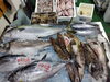 令和8年 1月8日店内「📣本日入荷のお魚情報🐟」