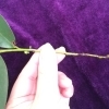 🌱榊🌱に根が生えました。