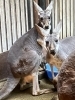 母アマメの袋から顔を出す仔「アカカンガルーの赤ちゃんが顔を出しました！」