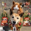 愛犬クロ「寒中お見舞い申し上げます」