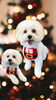「Dog salon mofu mofu　余市町」