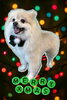 「Dog salon mofu mofu　余市町」