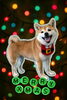 「Dog salon mofu mofu　余市町」