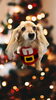 「Dog salon mofu mofu　余市町」
