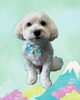 「Dog salon mofu mofu　余市町」
