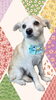 「Dog salon mofu mofu　余市町」