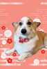 「Dog salon mofu mofu　余市町」