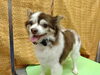 「タイミング見計らってお尻カット【どっぐさろんあきゅ　京都市南区上鳥羽　小型犬専門　トリミング　ペットサロン】」
