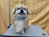 「お風呂でまったり保湿タイム【どっぐさろんあきゅ　京都市南区上鳥羽　小型犬専門　トリミング　ペットサロン】」