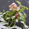 「クリスマスローズが見頃を迎えます【福島植物園】」
