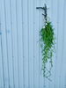 苔木を使って「苔木と」