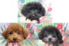 トイプードルの子犬のトリミング「トイプードルの子犬ちゃん♪ 春色フラワーフォト！」