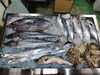 令和8年1年11日店内「📣本日のお魚情報🐟」