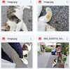 見かけたらご連絡を「(=^・^=) ネコ探し 🐈　★英会話と体操のコラボ教室（堀切、お花茶屋、綾瀬、亀有、小菅）」