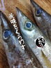 「カマス入荷致しました！」