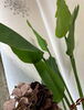 「観葉植物に囲まれてほっとひと息♪脱毛ついでにリンパマッサージも【大分市/大在/脱毛/リンパマッサージ】」