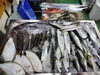 令和8年1月13日 店内「📣本日のお魚情報🐟」