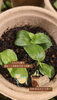 🌱心ばかりですがお好きな方どうぞ🌱⋆｡「🌱「冬の贈りもの」新芽の生命力を愛でる🌿‬癒やし効果・リラックス効果・バイタリティ向上🌿‬新芽はスタートを象徴します。善き一歩へ是非🌱｡心と身体へ潤いを努めております🌿‬【福島市のヨガスタジオ/都度払い/プライベートレッスンあり】」