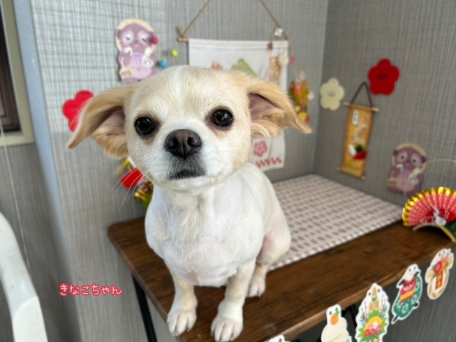 after「本日のお客さま♡チワックス【大分市中戸次/ドッグサロン/トリミング】」