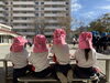 元気いっぱい! みんなの幼稚園ライフ「満3歳入園をご検討の方へ｜入園前から園の雰囲気になじむ『preあぜりーくらぶ』のご案内」