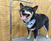 「ボサッ！バサッ！ドサッ！【どっぐさろんあきゅ　京都市南区上鳥羽　小型犬専門　トリミング　ペットサロン】」