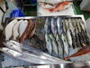 令和8年1月15日店内「📣本日の店内情報🐟」