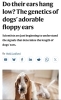 「犬の垂れ耳はどう決まる？―バセットハウンドの耳から見る遺伝の話」